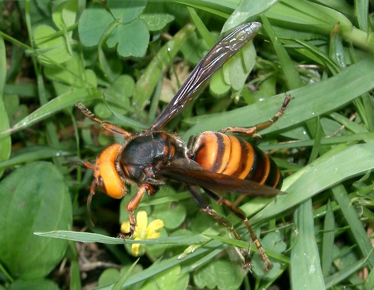 Tło