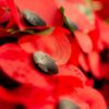 Remembrance Sunday: co oznacza Dzień Pamięci i skąd wziął się symbol czerwonego maku
