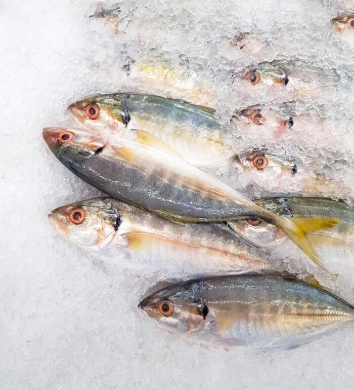 Several small fish lying on crushed ice, eyes open and silver bodies visible