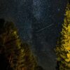 Star-filled night sky over silhouetted trees, with a faint meteor streak across the Milky Way.