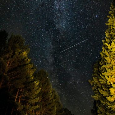 Star-filled night sky over silhouetted trees, with a faint meteor streak across the Milky Way.