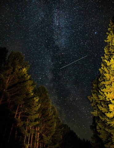 Star-filled night sky over silhouetted trees, with a faint meteor streak across the Milky Way.