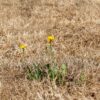 Upały w Anglii: alerty w niemal całym kraju, 35°C i nadchodzący deszcz