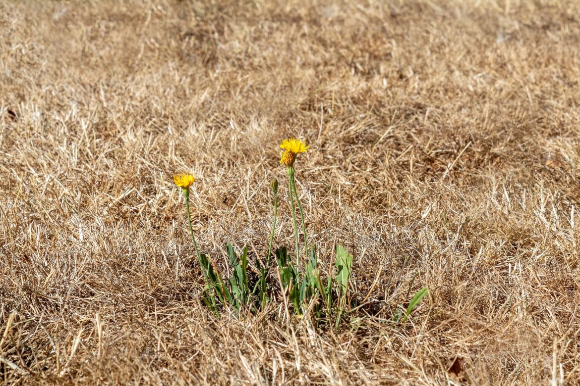 Three yellow flowers (dandelions) rise from green stems in a dry, brown grassy field at the foreground.