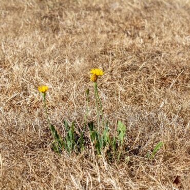 Three yellow flowers (dandelions) rise from green stems in a dry, brown grassy field at the foreground.