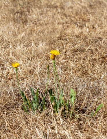 Three yellow flowers (dandelions) rise from green stems in a dry, brown grassy field at the foreground.
