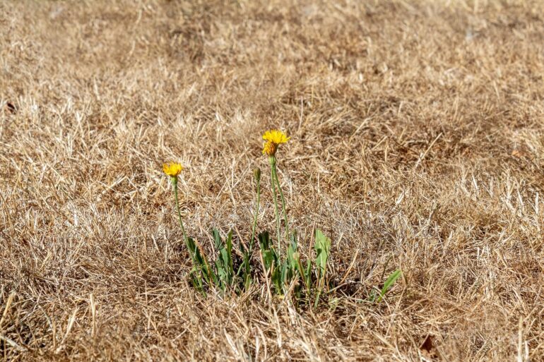 Three yellow flowers (dandelions) rise from green stems in a dry, brown grassy field at the foreground.