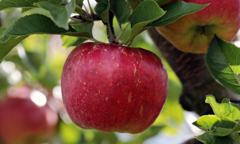 jabłka - NOTE.radio - Polskie radio w UK | Polskie radio w Londynie Close-up of a ripe red apple hanging from a branch among green leaves.