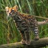 Cętkowany dziki kot z rodzaju Leopardus – zdjęcie ilustracyjne
