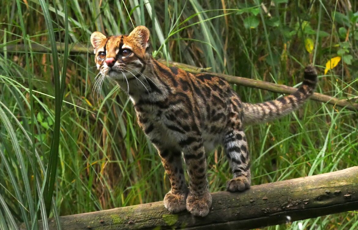 Cętkowany dziki kot z rodzaju Leopardus – zdjęcie ilustracyjne