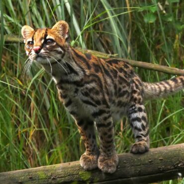 Cętkowany dziki kot z rodzaju Leopardus – zdjęcie ilustracyjne
