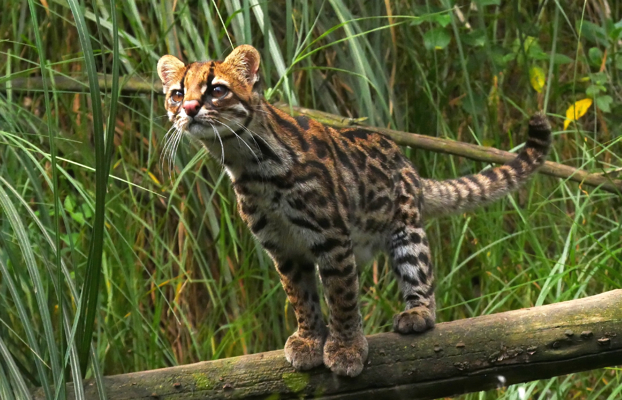 Cętkowany dziki kot z rodzaju Leopardus – zdjęcie ilustracyjne