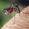 Close-up of a mosquito perched on a finger, showing its long legs and proboscis near the skin.