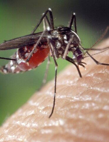 Close-up of a mosquito perched on a finger, showing its long legs and proboscis near the skin.