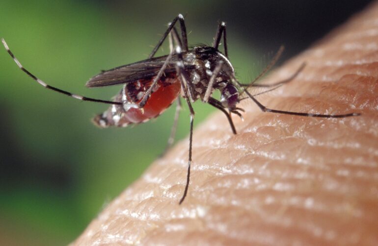 Close-up of a mosquito perched on a finger, showing its long legs and proboscis near the skin.