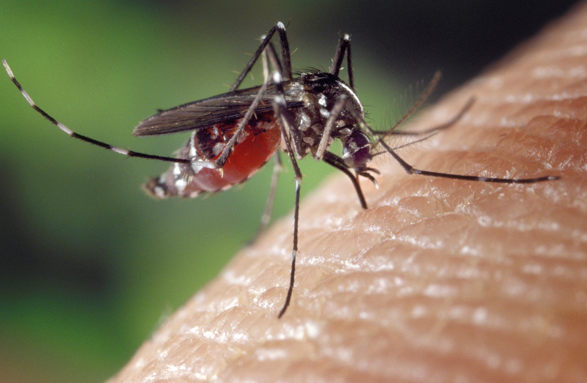 Close-up of a mosquito perched on a finger, showing its long legs and proboscis near the skin.