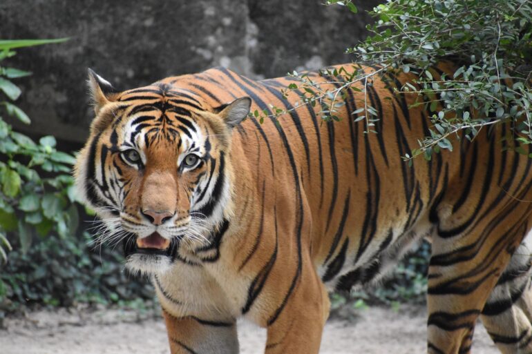 Tiger walking through foliage with orange coat and black stripes, facing the camera.