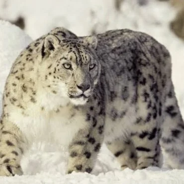 Snow leopard standing in deep snow, facing forward with pale fur and dark rosettes.