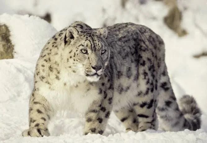 Snow leopard standing in deep snow, facing forward with pale fur and dark rosettes.