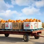 Dynie na polu jesienią, symbol rosnącej produkcji dyni w Unii Europejskiej