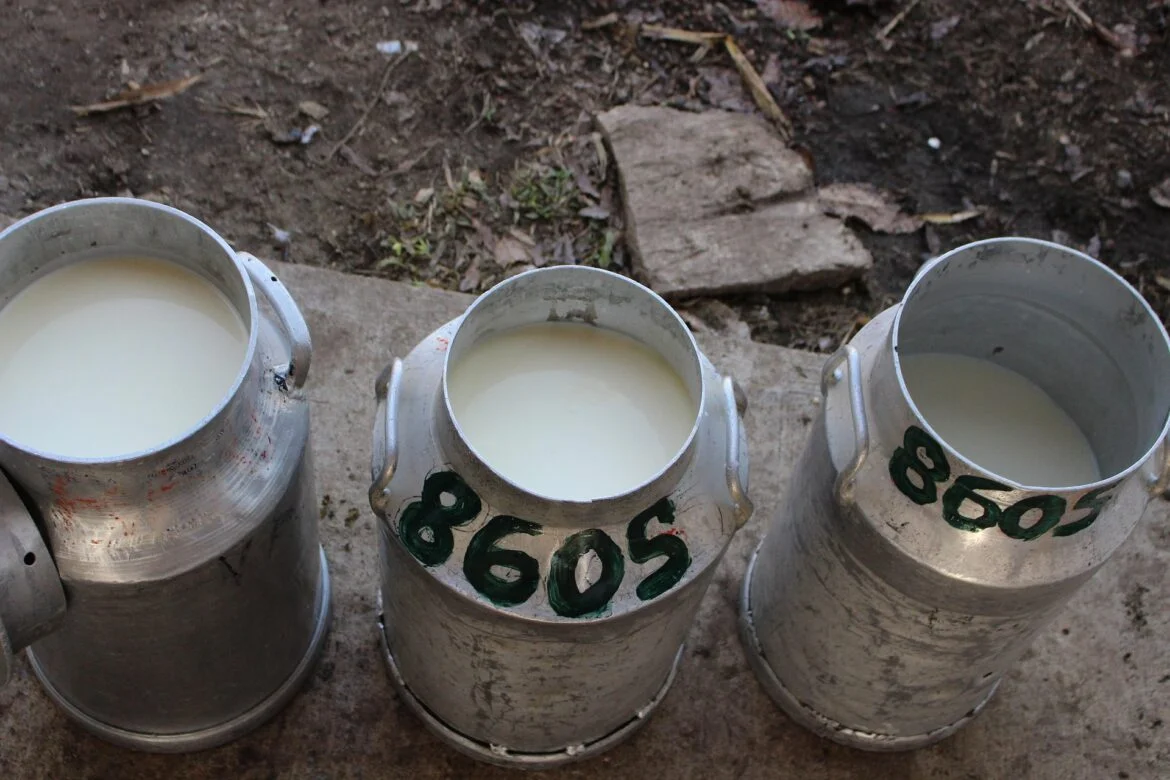 Metal milk cans filled with fresh milk sit on a concrete surface outdoors, with a dirt ground behind them.