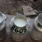 Metal milk cans filled with fresh milk sit on a concrete surface outdoors, with a dirt ground behind them.