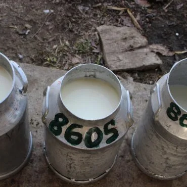 Metal milk cans filled with fresh milk sit on a concrete surface outdoors, with a dirt ground behind them.