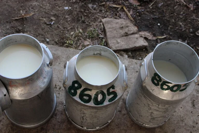 Metal milk cans filled with fresh milk sit on a concrete surface outdoors, with a dirt ground behind them.