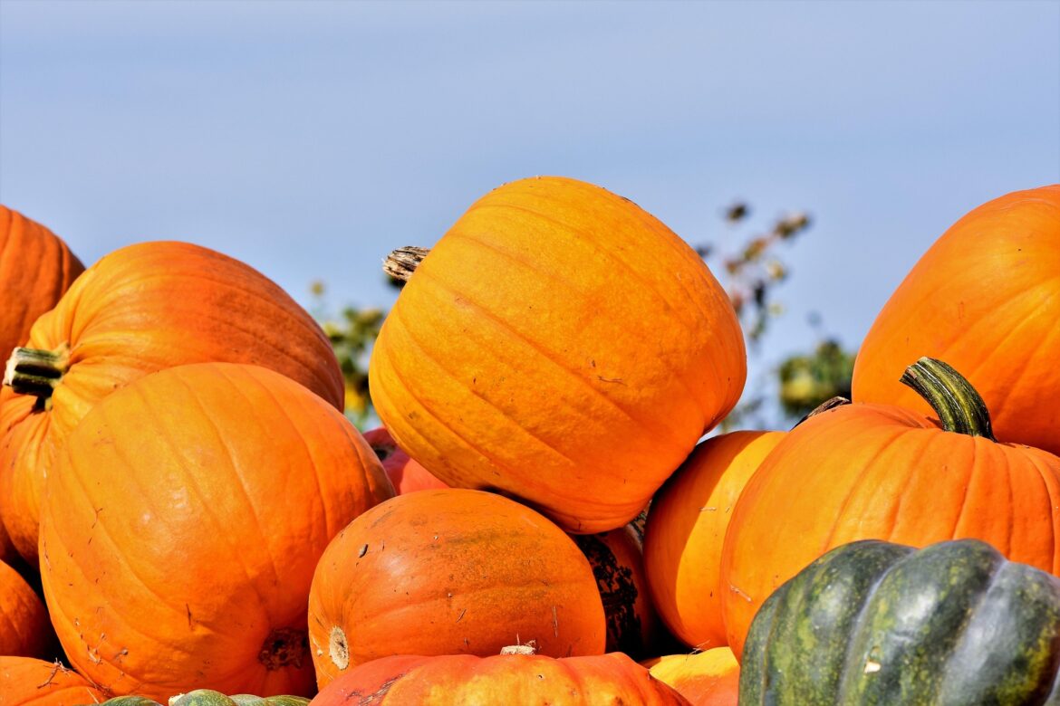 Pile of bright orange pumpkins stacked outdoors against a clear blue sky