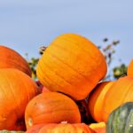 Pile of bright orange pumpkins stacked outdoors against a clear blue sky