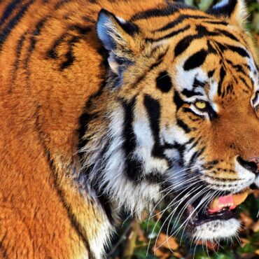 Close-up of a tiger's face in profile with orange fur and black stripes, yellow eye, white cheek fur, and whiskers visible