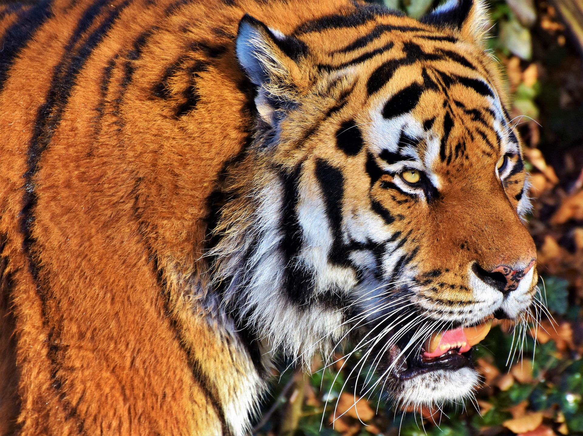 Close-up of a tiger's face in profile with orange fur and black stripes, yellow eye, white cheek fur, and whiskers visible